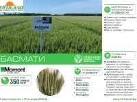 БАСМАТИ